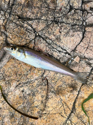 キスの釣果