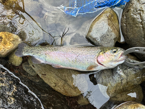 ニジマスの釣果