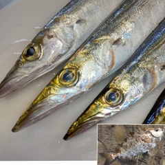 カマスの釣果