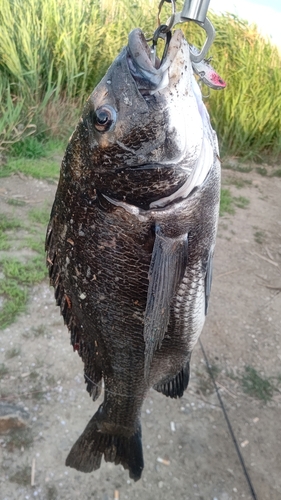 チヌの釣果