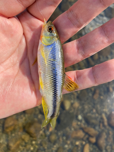 カワムツの釣果