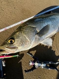 スズキの釣果