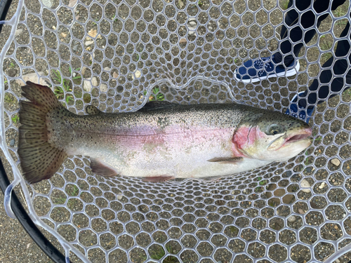 ニジマスの釣果