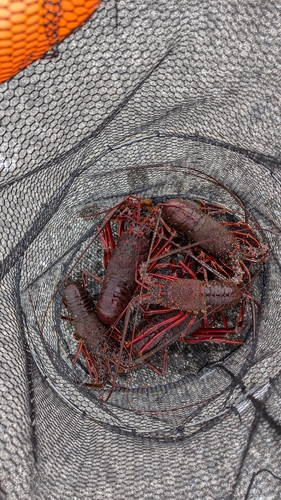 イセエビの釣果