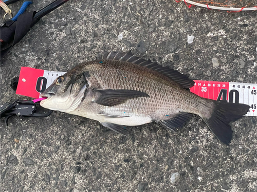 チヌの釣果