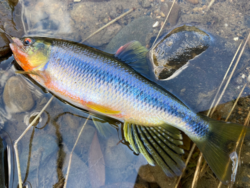 オイカワの釣果