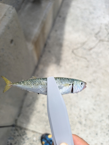 マサバの釣果