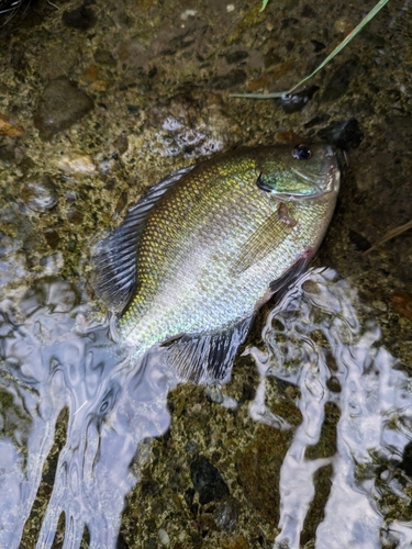 ブルーギルの釣果