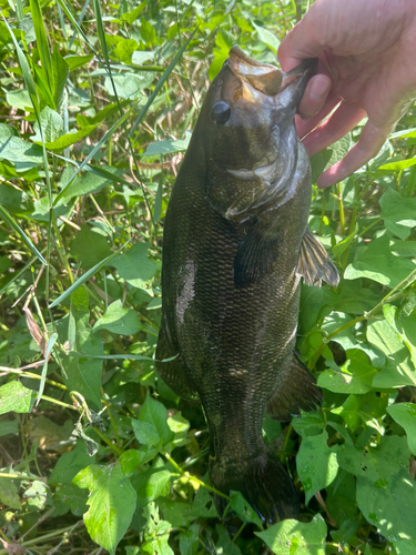 スモールマウスバスの釣果