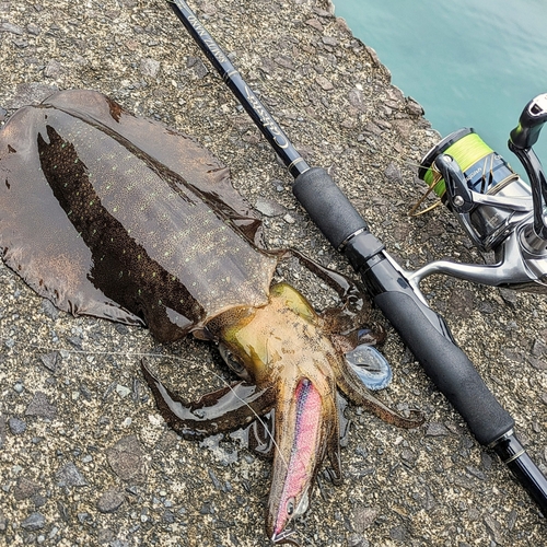 アオリイカの釣果