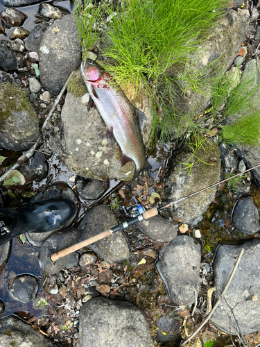 ニジマスの釣果