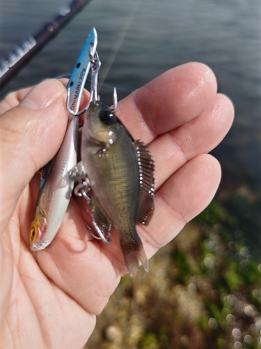 メジナの釣果