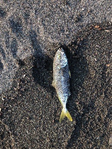 ワカシの釣果