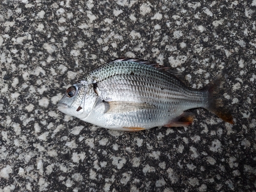 キチヌの釣果