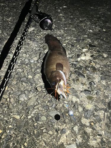 イタチウオの釣果