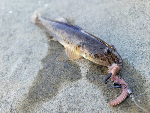 マハゼの釣果