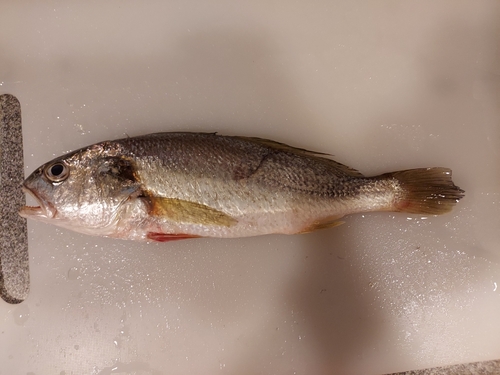 イシモチの釣果