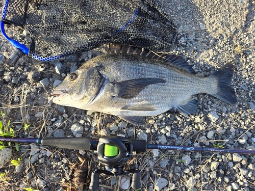 チヌの釣果