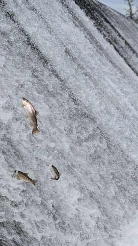 ニジマスの釣果