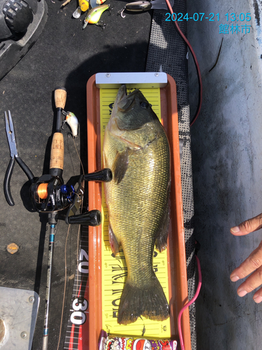 ブラックバスの釣果