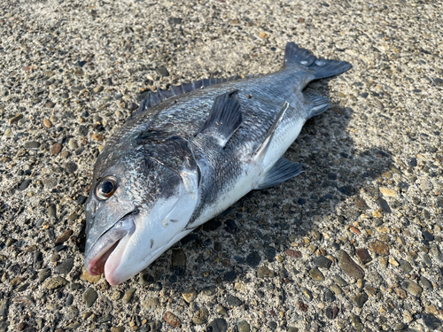 クロダイの釣果