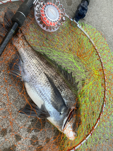 クロダイの釣果