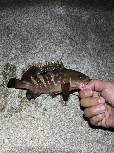 アコウの釣果