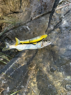 アユの釣果