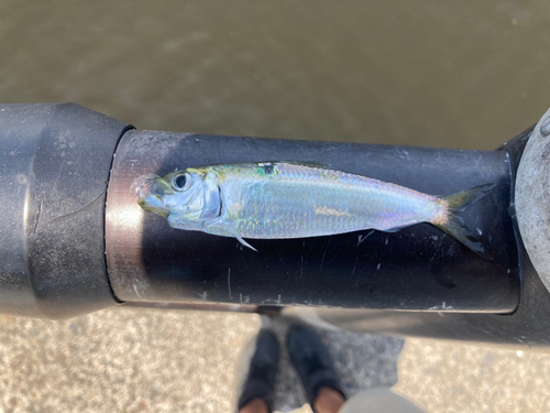 ニゴイの釣果