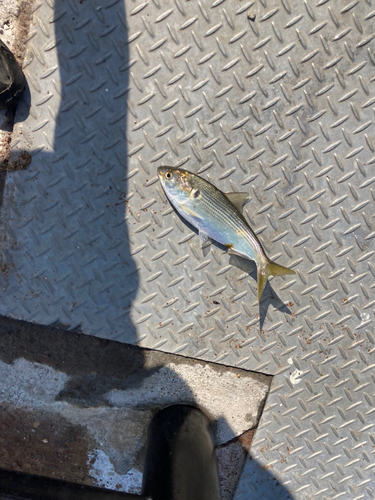 コノシロの釣果