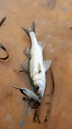 セイゴ（マルスズキ）の釣果