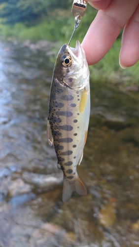 ヤマメの釣果