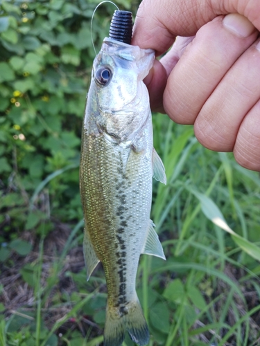 ラージマウスバスの釣果