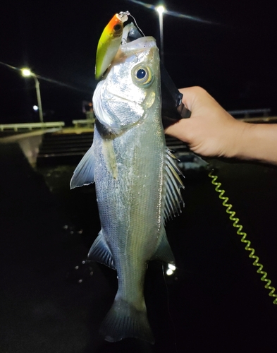 セイゴ（ヒラスズキ）の釣果