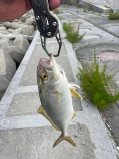 ショゴの釣果