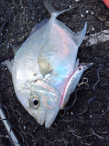 カイワリの釣果