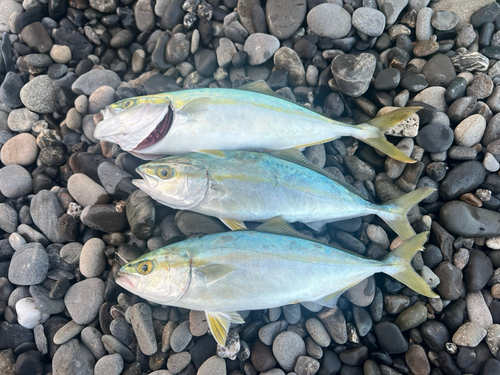 ワカシの釣果