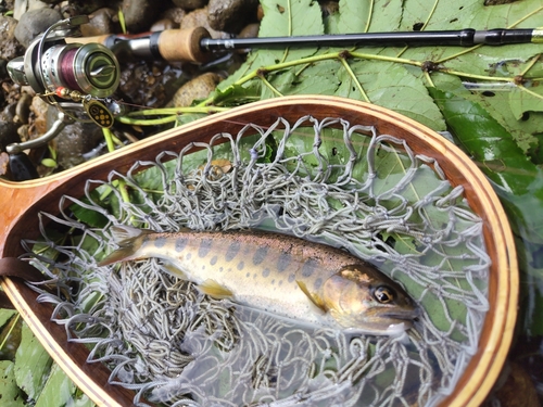 ヤマメの釣果