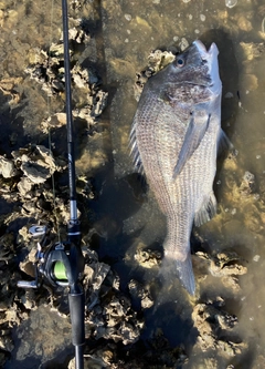 チヌの釣果