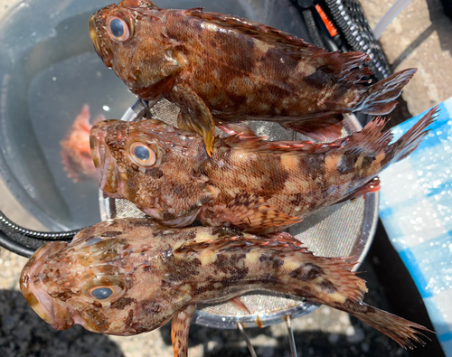 カサゴの釣果