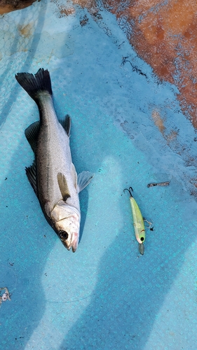 セイゴ（マルスズキ）の釣果