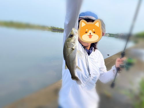 セイゴ（マルスズキ）の釣果