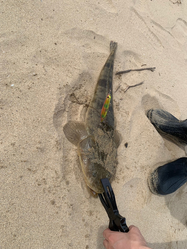 マゴチの釣果