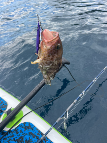 オオモンハタの釣果