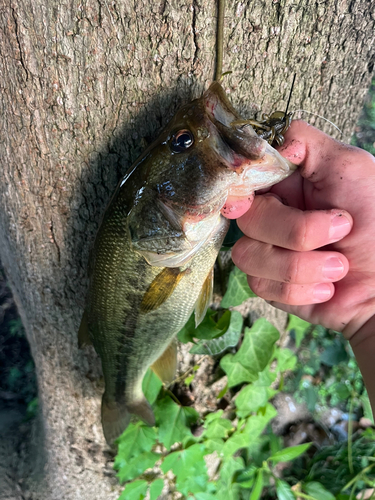 ラージマウスバスの釣果