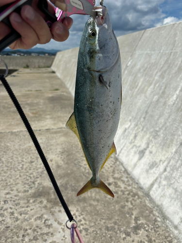 フクラギの釣果