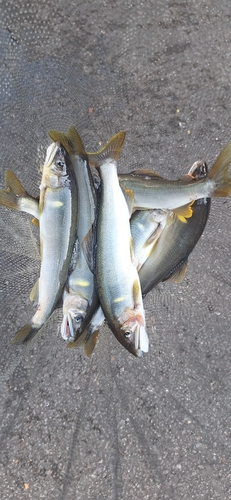 アユの釣果