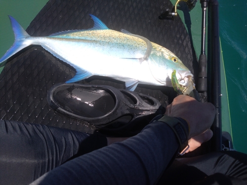 カスミアジの釣果