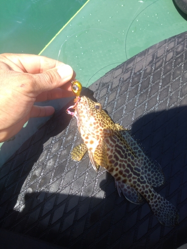 イシミーバイの釣果