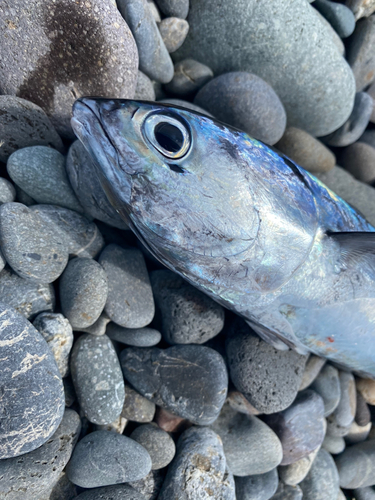 マルソウダの釣果